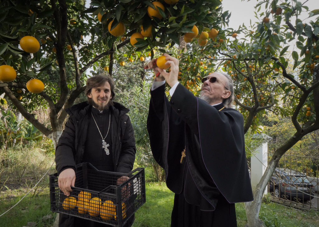 Сбор урожая мандаринов на территории храма Преображения Господня